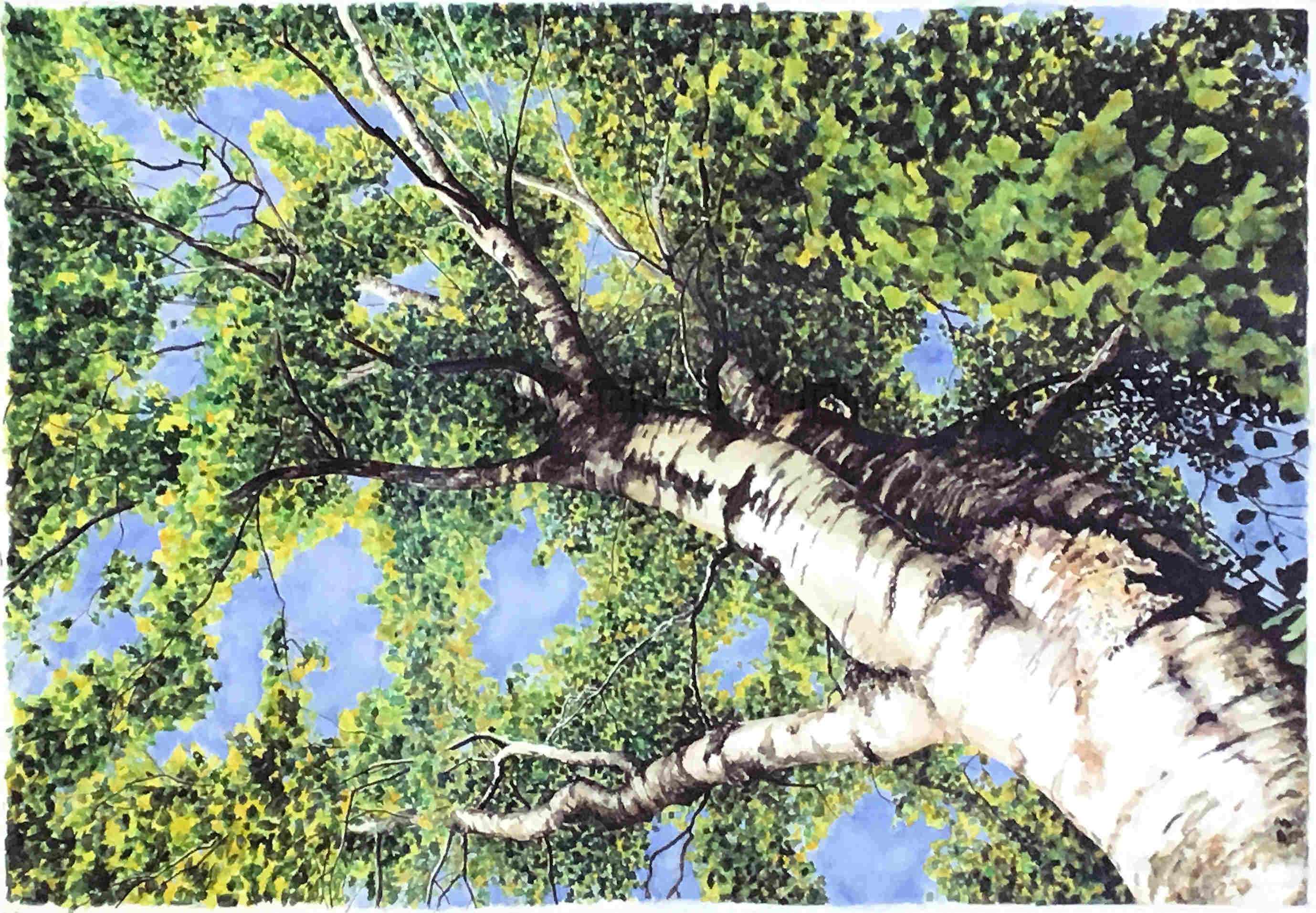 'Birch Tree I' by artist Gavin Weir